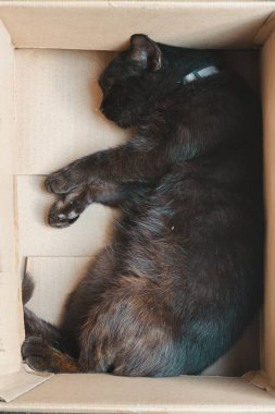 Siyah bir kedi kıvrıldı ve karton bir kutunun içinde uyudu.
