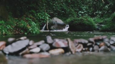Düzenlenmiş taş ve yeşil yosunlu tropik orman deresi. Ormandaki nehir. Doğa manzarası video görüntüleri. Yavaş çekim..