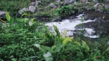 Tropik orman akıntısı. Ormandaki nehir. Doğa manzarası video görüntüleri.