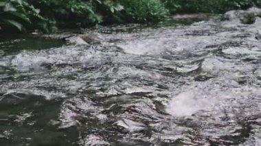 Taşların arasından akan temiz tropikal orman akıntısı. Ormandaki nehir. Doğa manzarası video görüntüleri. Yavaş çekim görüntüleri.