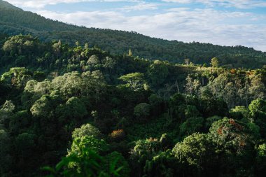 Bereketli yeşil ormanlı bir dağ sırası. Arka plan, duvar kağıdı ve dijital arkaplan için nefes kesici manzara fotoğrafı.