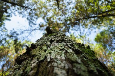 Ağaç gövdesi desenli ağaç kabuğu ve yosun ile kaplı. Tepeden tırnağa ele geçirilmiş. Bokeh arkaplanı.