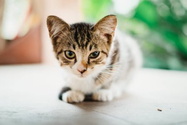 Bokeh arkaplanlı tekir kedisi yerde oturuyor.