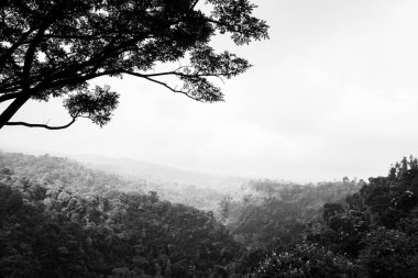Bereketli tropikal bir orman ve dağ sırasının geniş manzarası bulutlu gökyüzü altında siyah beyaz veya renksiz