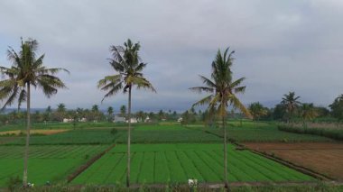 Malang, Doğu Java, Endonezya 'da çeşitli ekin ve palmiye ağaçları bulunan tropikal tarım arazilerinin havadan görünüşü