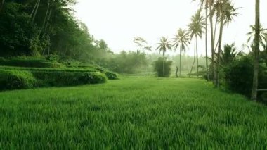 Dampit, Malang, Doğu Java, Endonezya 'da sabah vakti palmiye ağaçları olan yemyeşil pirinç teraslarının havadan görünüşü