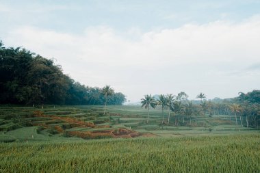 Bulutlu koşullarda uzun palmiye ağaçları olan pirinç tarlaları.