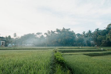 Pirinç tarlaları, yüksek palmiye ağaçları ve bulutlu koşullarda evler.