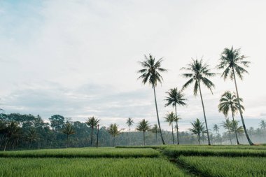 Sisli koşullarda pirinç tarlalarında uzun palmiye ağaçları.