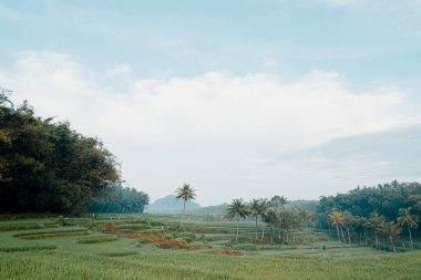 Bulutlu koşullarda uzun palmiye ağaçları olan pirinç tarlaları.