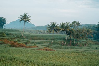 Bulutlu koşullarda uzun palmiye ağaçları olan pirinç tarlaları.