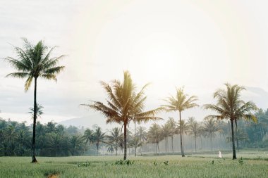 Gün doğumunda yüksek palmiye ağaçları olan pirinç tarlaları.