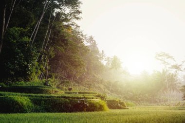 Gündoğumunda Dampit, Malang, Doğu Java, Endonezya 'da bulunan yüksek palmiye ağaçları olan pirinç tarlaları