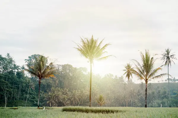 Gündoğumunda Dampit, Malang, Doğu Java, Endonezya 'da bulunan yüksek palmiye ağaçları olan pirinç tarlaları