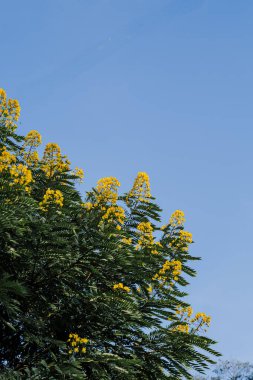Senna Spectabilis, açık mavi gökyüzüne karşı altın mucize ağacı olarak da bilinir.