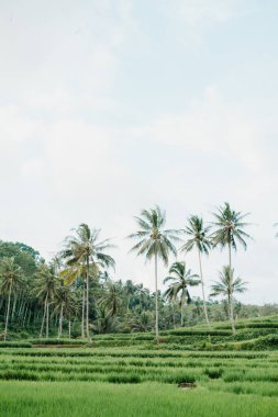 Pamotan pirinç terasları: canlı yeşil tarlalar, Malang kırsalında, Doğu Java, Endonezya 'da yumuşak, bulutlu bir gökyüzünün altında salınan palmiye ağaçları ve sık ormanlarla buluşur.