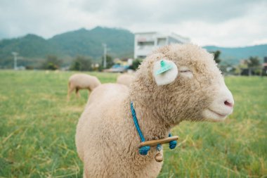 Serene sheep close-up in Batu, Malang field, Indonesia, ideal for nature blogs, farm tourism ads, and educational content. Features blue collar, green ear tag, and peaceful expression.
