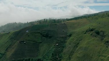 Puslu Bukit Premium, Doğu Cava, Endonezya, yeşil tarımsal teraslar, dağınık ağaçlar ve küçük yapılar üzerinde yavaşça yukarı ve ileri doğru çekim