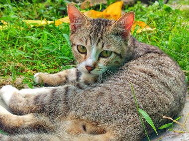 Sevimli evcil kedi, parkta çimlerin üzerinde yatıyor.