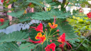 Bunga merak veya Tavuskuşu çiçeği (Caesalpinia pulcherrima)