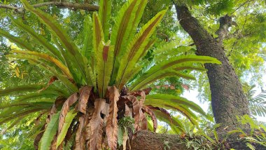Kuş yuvası eğreltiotu (Asplenium nidus) maun bir gövdede yetişir.