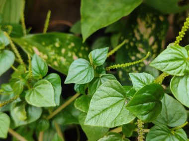 Sirih cina (Peperomia pellucida), her yıl su yollarında, toprak setlerde ve parklarda yetişen sığ köklü bir bitkidir..