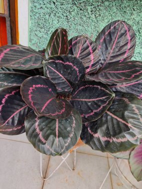 Gül boyalı Calathea (Calathea roseopicta) 