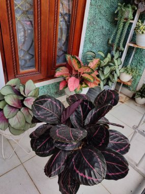 Gül boyalı Calathea (Calathea roseopicta) 
