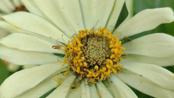 stock image White common zinnia flower (Zinnia elegans) blooming in the garden