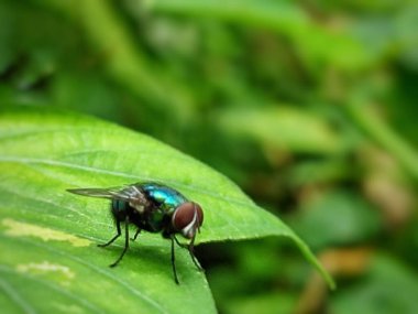 Calliphora vomitoria, sinekgiller (Calliphoridae) familyasından bir sinek türü..