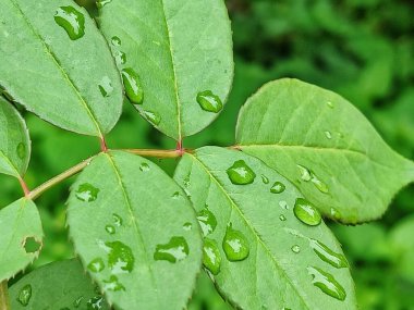 Gül yapraklarındaki çiğ taneleri
