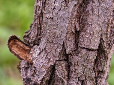 Doğa arkaplan, bidara ağaç gövdesi (Ziziphus mauritiana) 