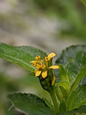 Küçük turuncu mantarlar ölü ağaçta yetişir. Sarı nokta mantarı (Nectria peziza) 