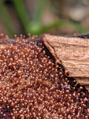 Küçük turuncu mantarlar ölü ağaçta yetişir. Sarı nokta mantarı (Nectria peziza) 