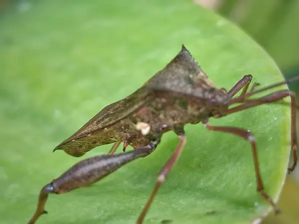 Stock image Acanthocephala terminalis is a species of leaf-footed bug in the family Coreidae