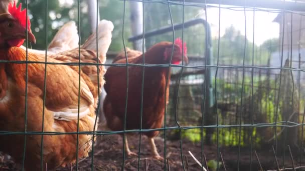 Slowly Panning Shot Chickens Local Garden Chicken Coop — Stock Video