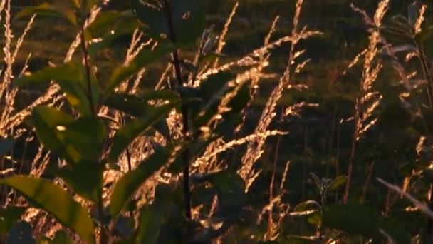 Panning Tiro Campos Rurais Agrícolas Pôr Sol Enquanto Sol Explode — Vídeo de Stock