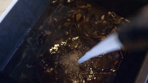 Membersihkan Kerang Dengan Tangan Wastafel Hitam Dengan Air Keran — Stok Video