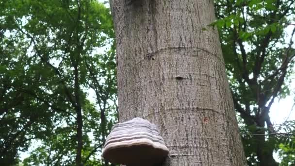 Parasite Fungus Fomes Fomentarius Tree Bark — Stock Video