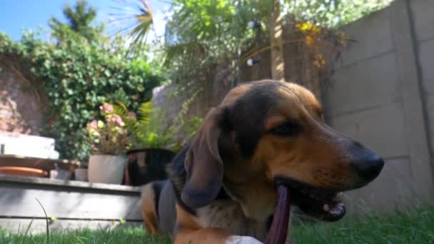 Netter Hund Liegt Garten Und Kaut Auf Zahnstange — Stockvideo