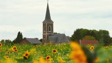 Ayçiçeği tarlasından görünen küçük kırsal köyün kilise kulesi