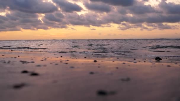 干潮時の日没時のビーチホタテの選択的焦点 — ストック動画