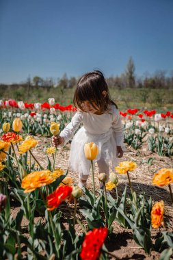 little girl in white dress picking flower in tulip field in the farm