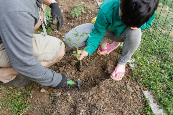 upper view on father and child in green top planting together seedling in soil