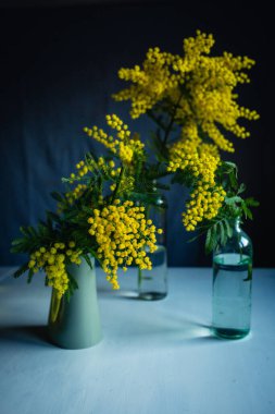 still lfe with mimosa in three vases