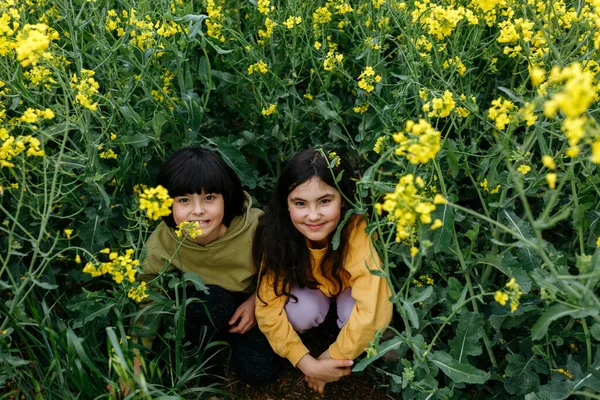 Upper View Two Girls Sitting Hiding Field Yellow Flowers Playing — Stock Photo, Image