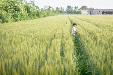 Pembe bluzlu kısa saçlı küçük kız yeşil buğday tarlasında yürüyor.