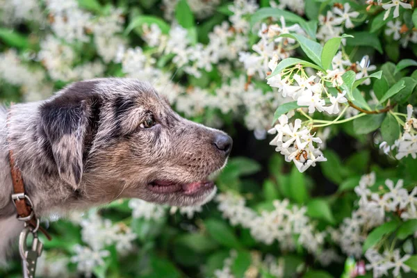 Benekli Küçük Gri Köpek Yavrusunun Portresi Çiçek Açan Yasemin Kokulu — Stok fotoğraf
