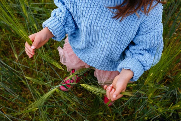 Верхний Вид Ребенка Голубом Свитере Розовой Юбке Держа Уши Пшеницы — стоковое фото