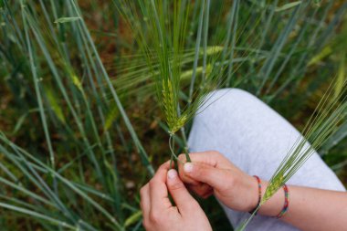 Oturan çocuk elleri tarlada buğday kulakları tutuyor.